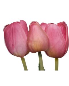 Raffia Tied Tulip Bunch