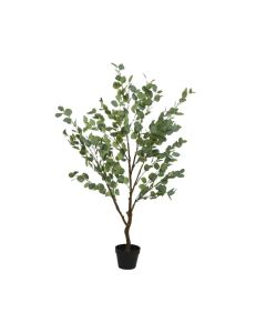 Eucalyptus Tree in Pot 150cmH