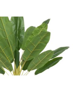 Banana Plant in Pot 280cmH