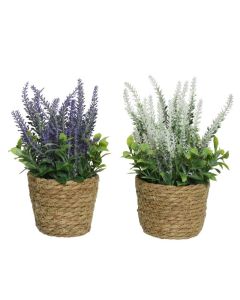 Set of 2 Mixed Lavender in Rope Pot 26cmH